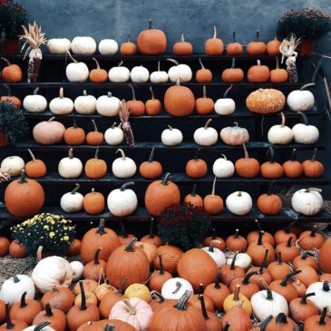 Orange and white pumpkins are on display on shelves and the ground